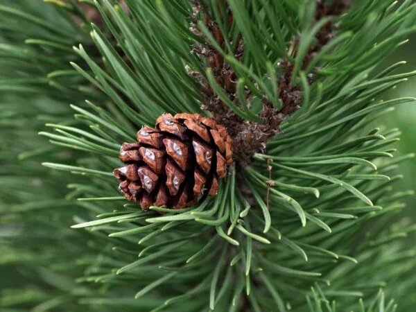 When Do Pine Trees Drop Their Cones? Discover the Truth!