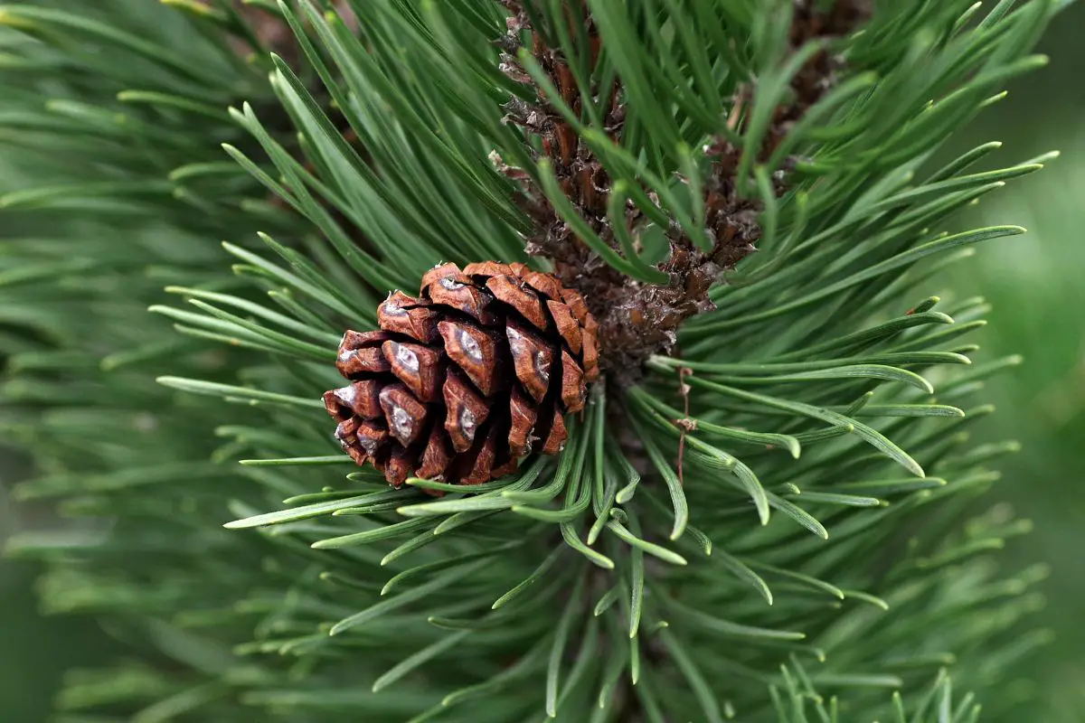 When Do Pine Trees Drop Their Cones? Discover The Truth!