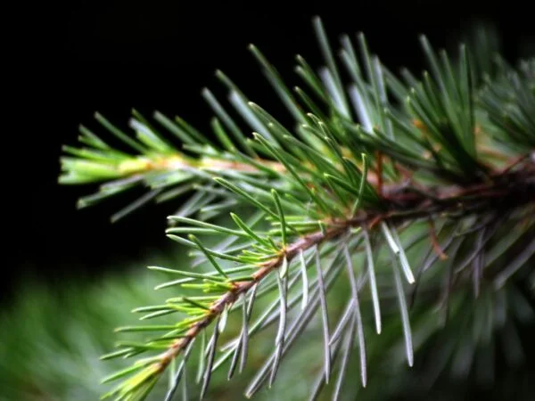 When Do Pine Trees Shed Their Needles? Expert Insights