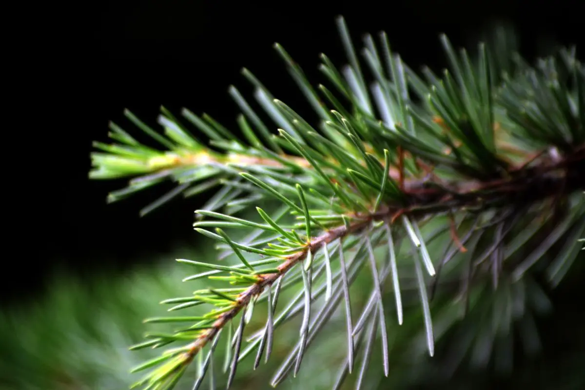 When Do Pine Trees Shed Their Needles? Expert Insights