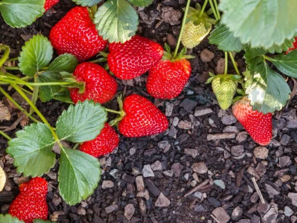 When to Plant Strawberries in Texas: Expert Tips