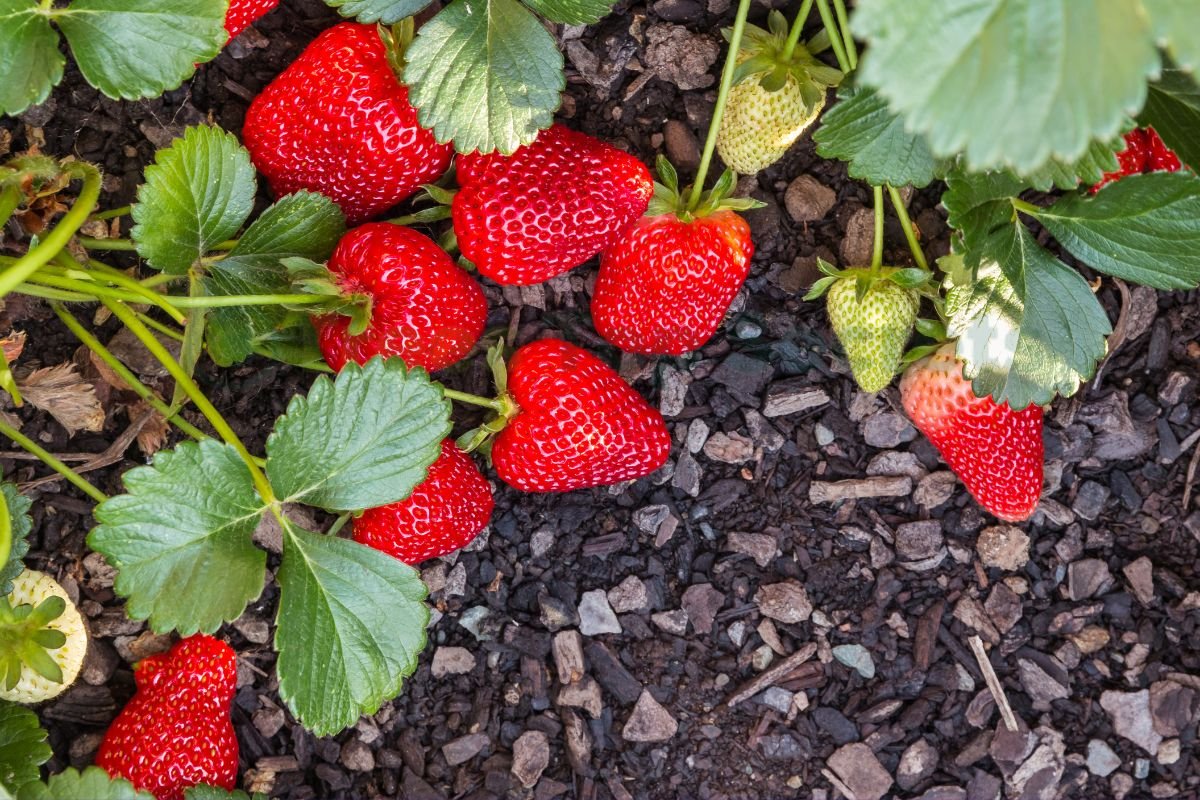 When to Plant Strawberries in Texas: Expert Tips