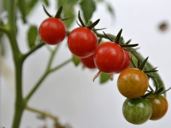 When to Plant Tomatoes in Michigan: Expert Tips