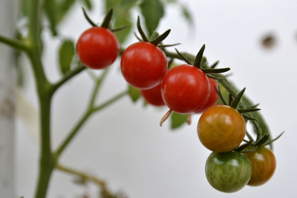 When to Plant Tomatoes in Michigan: Expert Tips