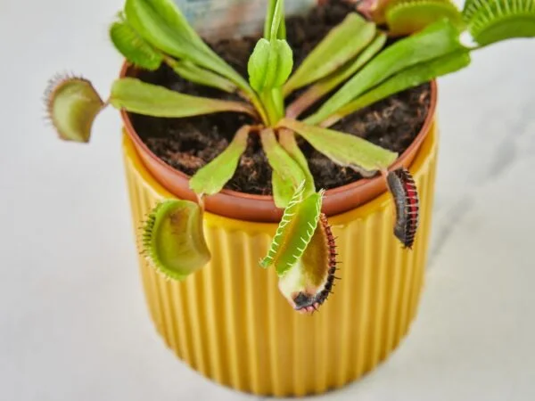 When to Repot a Venus Flytrap: Tips and Care
