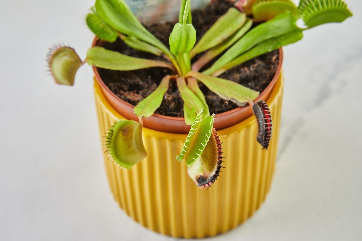When to Repot a Venus Flytrap: Tips and Care
