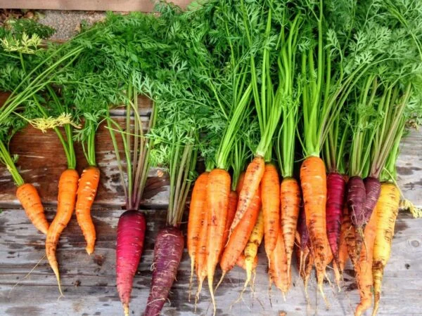 Where Did Carrots Originate? | A Brief History