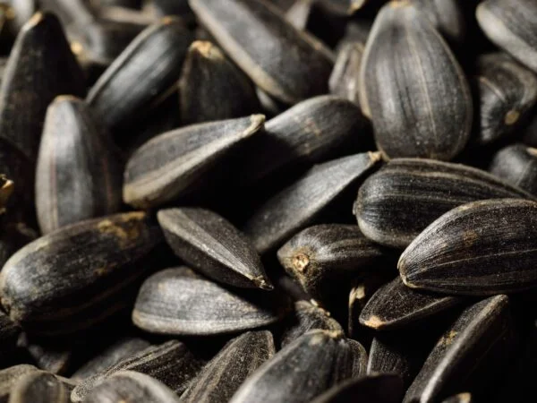 Where Sunflower Seeds Come From: The Ultimate Guide to Harvesting