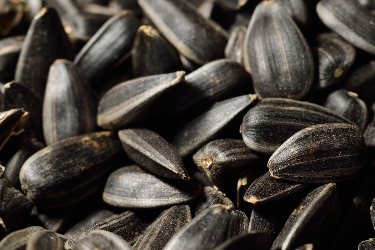Where Sunflower Seeds Come From: The Ultimate Guide to Harvesting