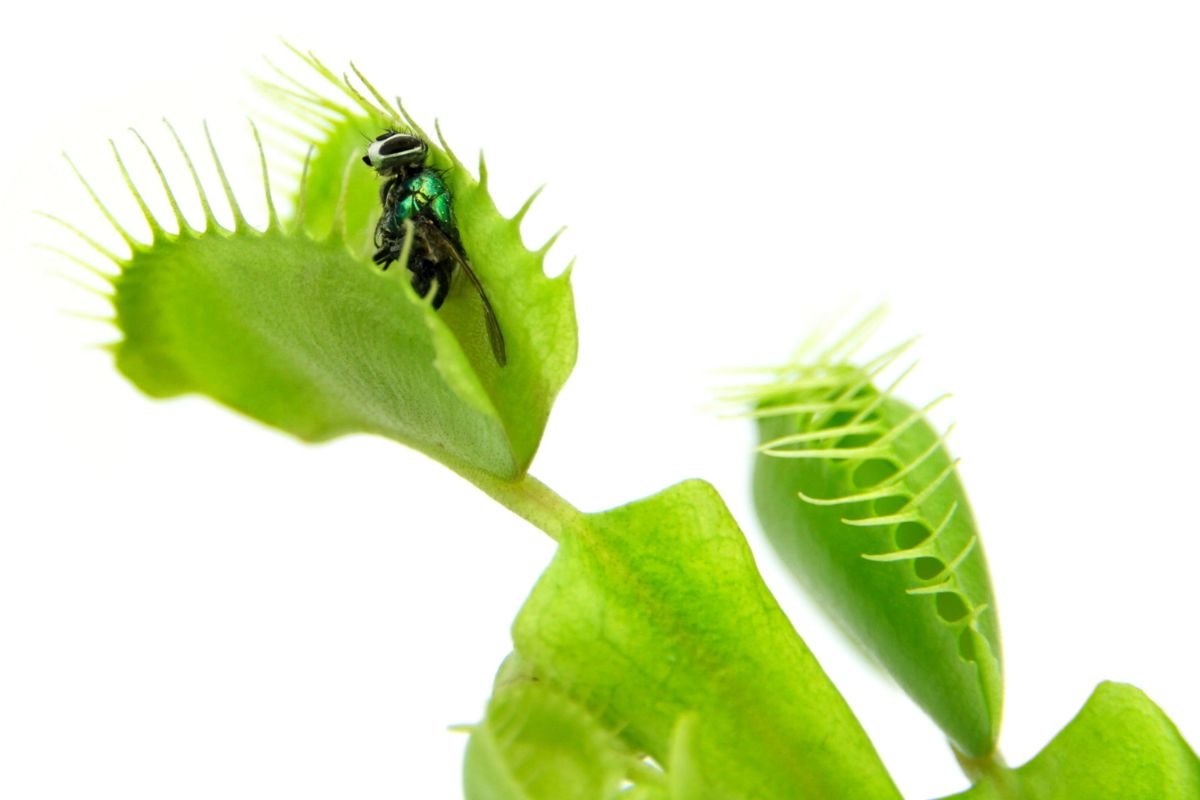Who Discovered the Venus Flytrap: Lethal Allure Unveiled