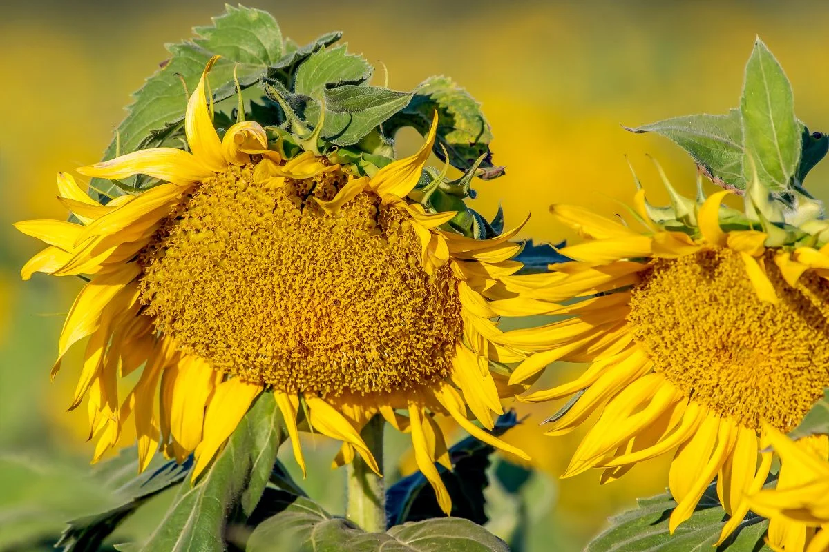 Why Are My Sunflowers Drooping? 6 Solutions to Revive Them