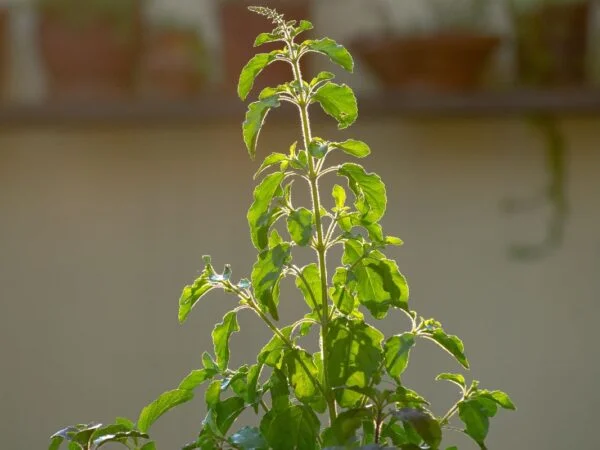 Why Is My Basil Plant Wilting? 7 Possible Reasons