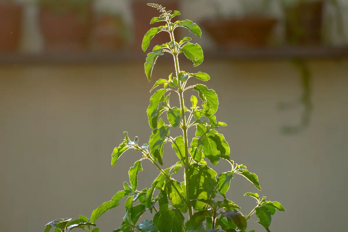 Why Is My Basil Plant Wilting? 7 Possible Reasons