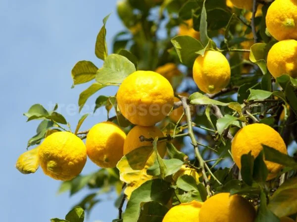 Why are the Leaves on My Lemon Tree Turning Yellow? The Definitive Solution Guide