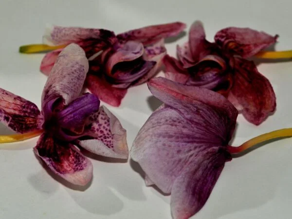 Why is My Orchid Wilting? Uncover the Secret & Learn How to Revive It