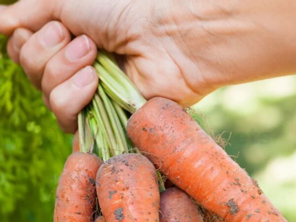 How to Grow Carrots from Tops: A Step-by-Step Guide