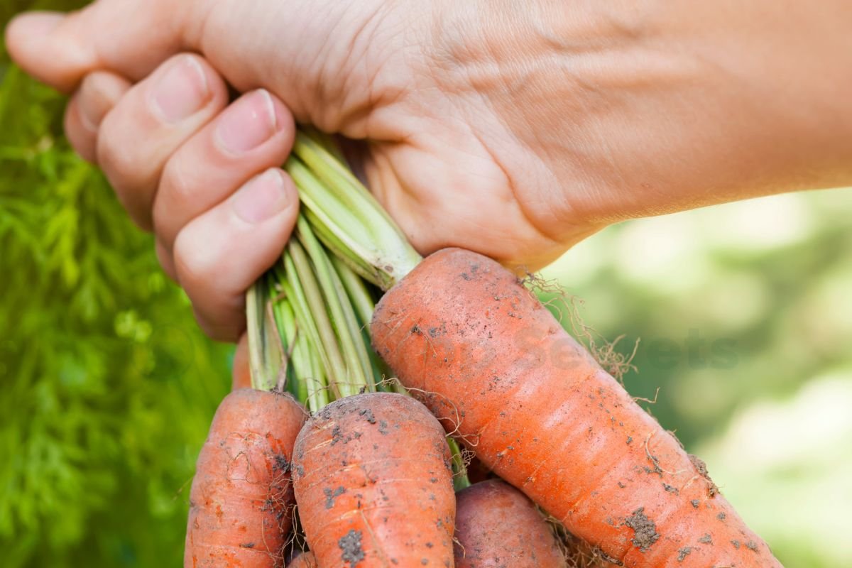 How to Grow Carrots from Tops: A Step-by-Step Guide