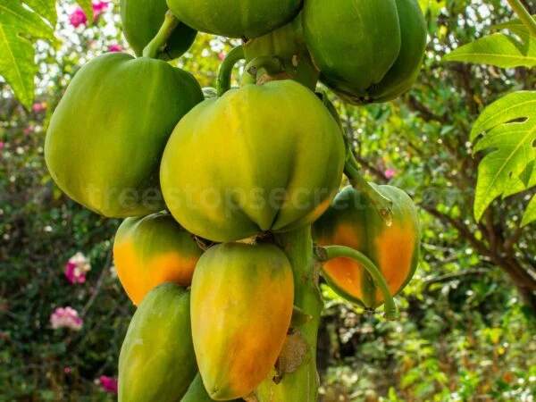 How to Ripen Papaya Quickly: Your Easy Home Guide