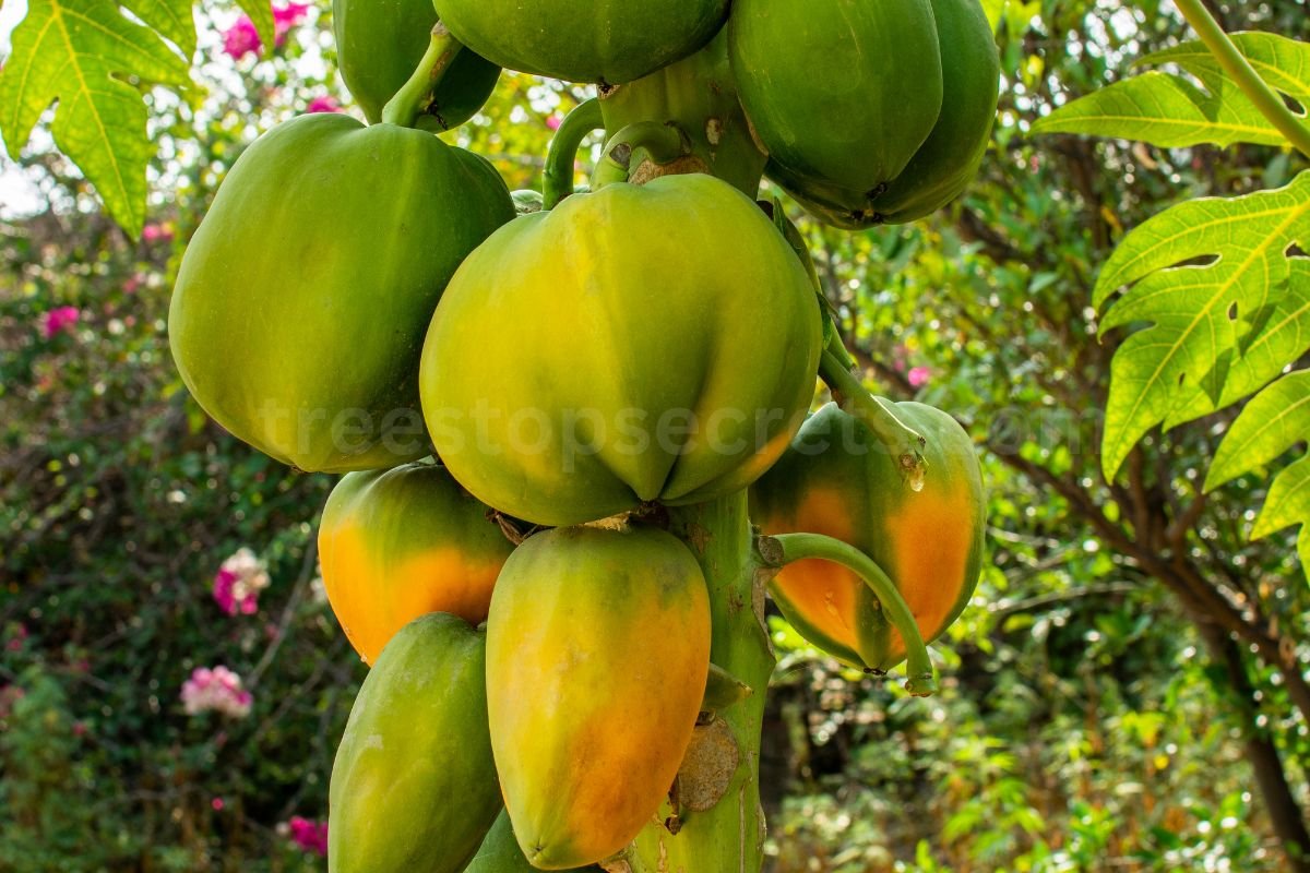 How to Ripen Papaya Quickly: Your Easy Home Guide