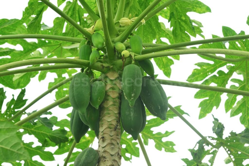 How to Ripen Papaya Quickly