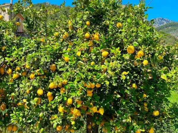 How Fast Do Lemon Trees Grow? Essential Care and Growth Tips Explained