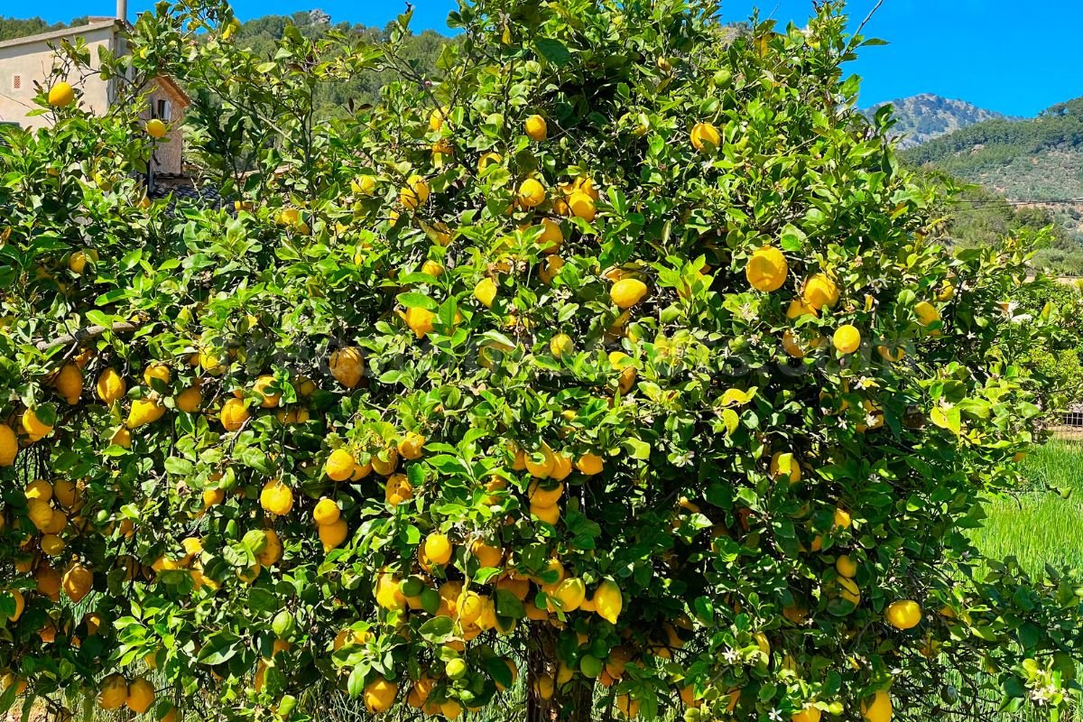How Fast Do Lemon Trees Grow? Essential Care and Growth Tips Explained