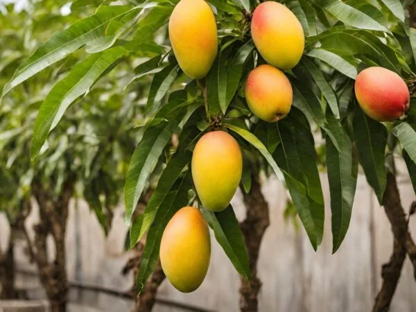 A Guide to Cultivating Mango Trees on Your Rooftop Garden: Essential Tips