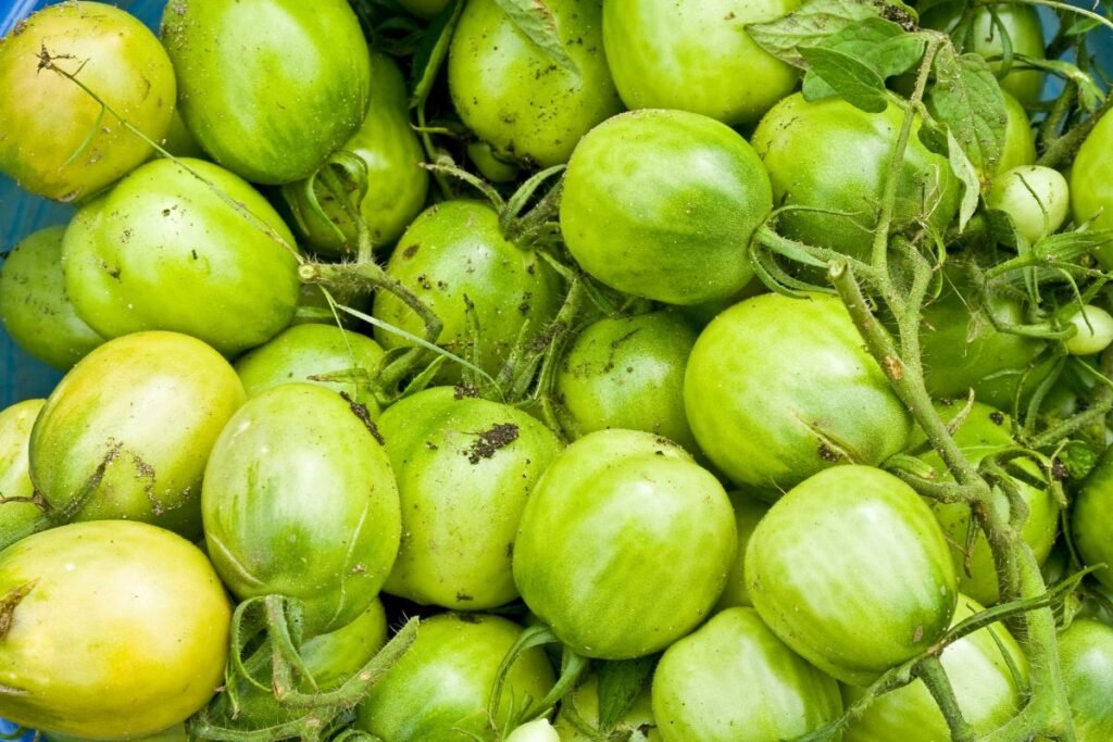 Alkaloid Solanine in Green Tomatoes