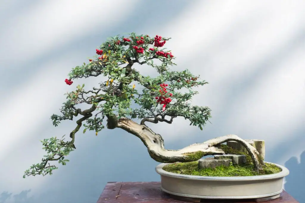 Best Fruit Trees Bonsai