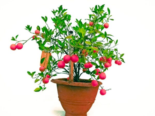 Best Fruit Trees Bonsai: Growing Miniature Edible Gardens