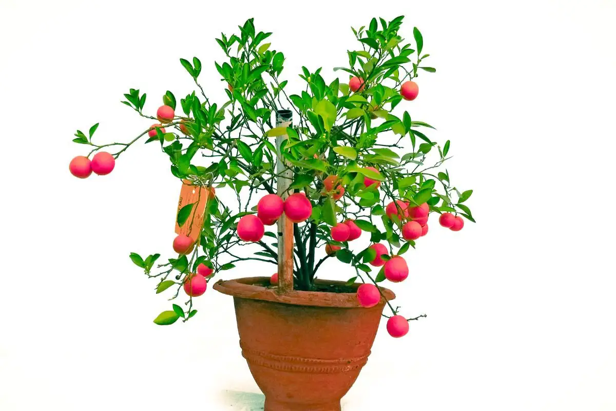 Best Fruit Trees Bonsai: Growing Miniature Edible Gardens