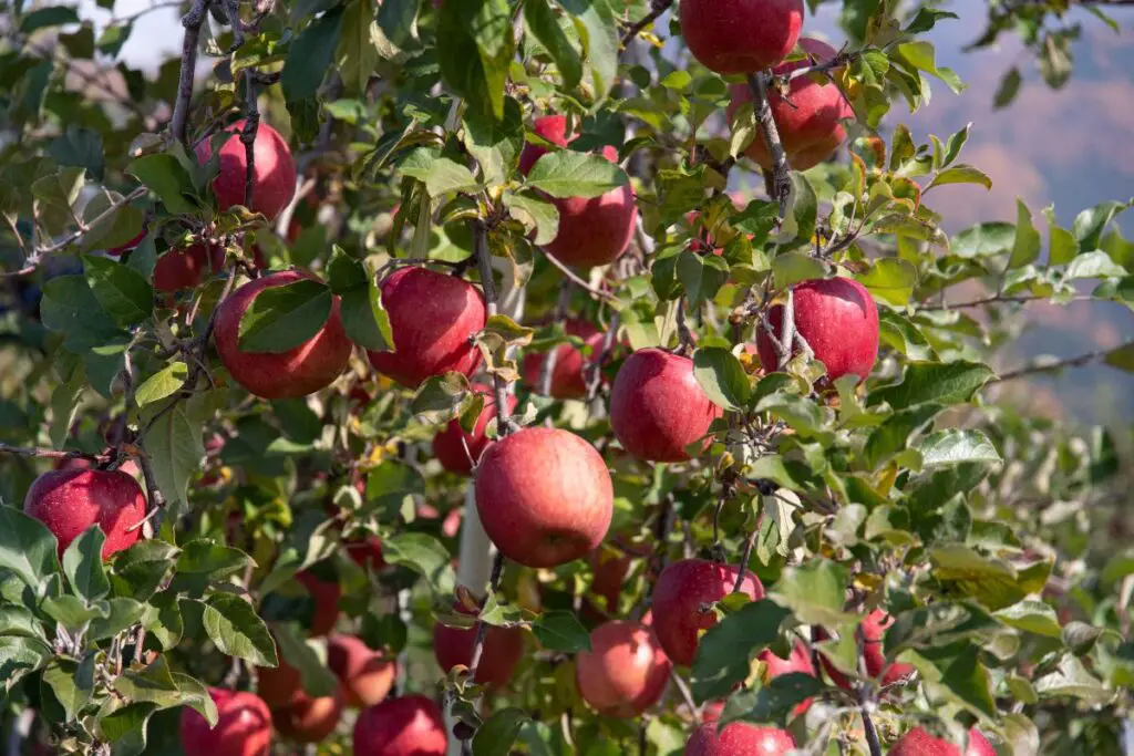 Best Fruit Trees Bonsai