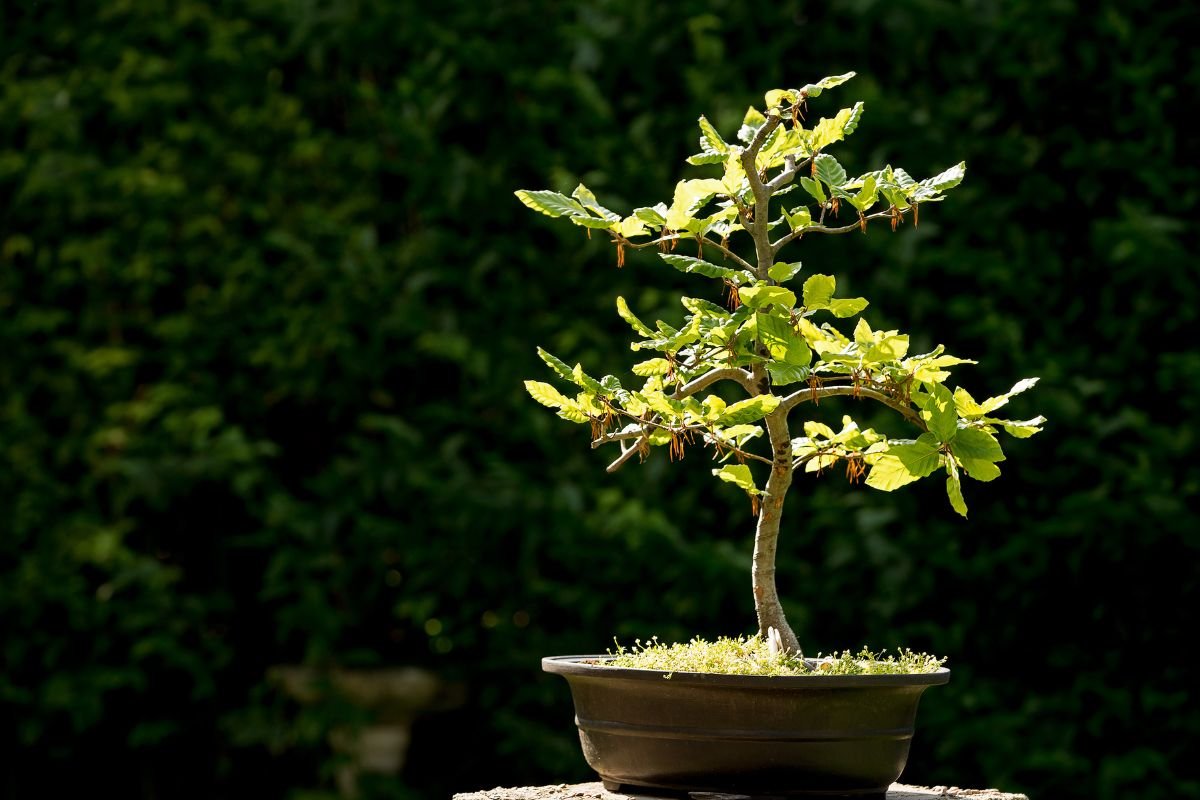 Best Grow Lights Bonsai Trees: Optimizing Light for Thriving