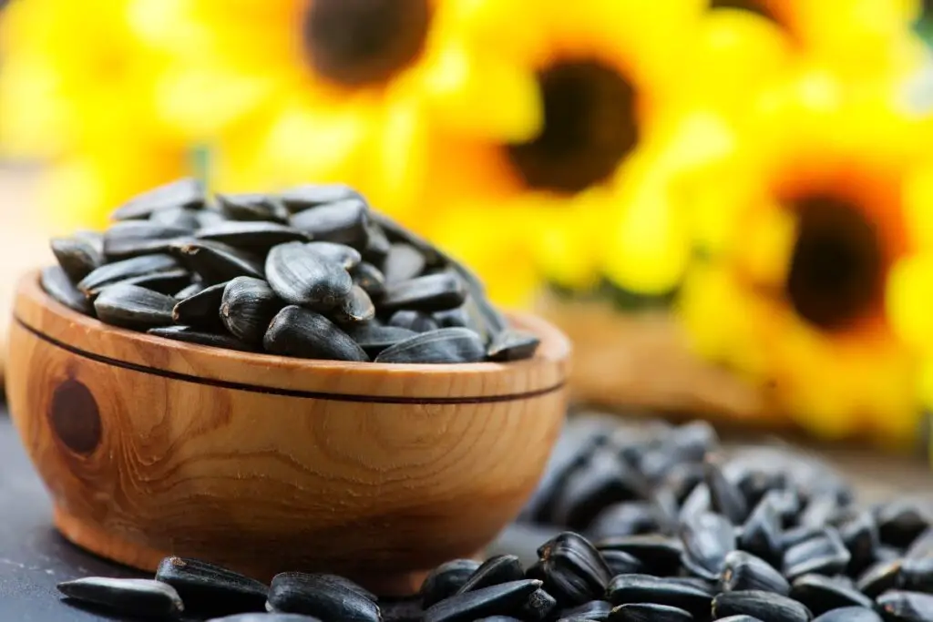 Black Oil Sunflowers for Birds