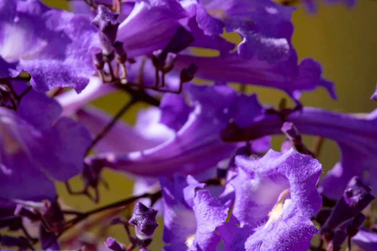 Blue Jacaranda Bonsai Care Guide Essential Techniques & Tips