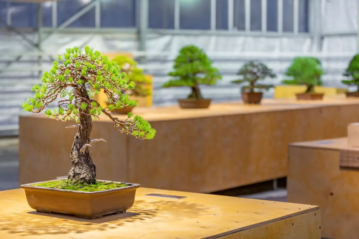 Bonsai Not Growing Causes, Solutions, Care Tips