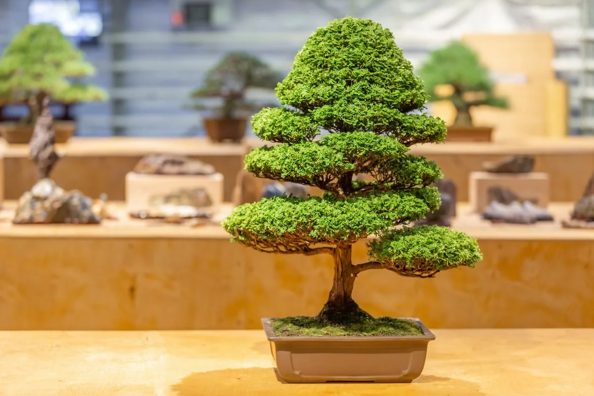 Bonsai Not Growing: Causes, Solutions, Care Tips