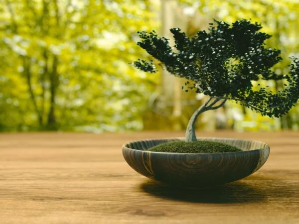 Bonsai Starter Kit Worth Trying: Evaluating, Choosing, and Getting Started