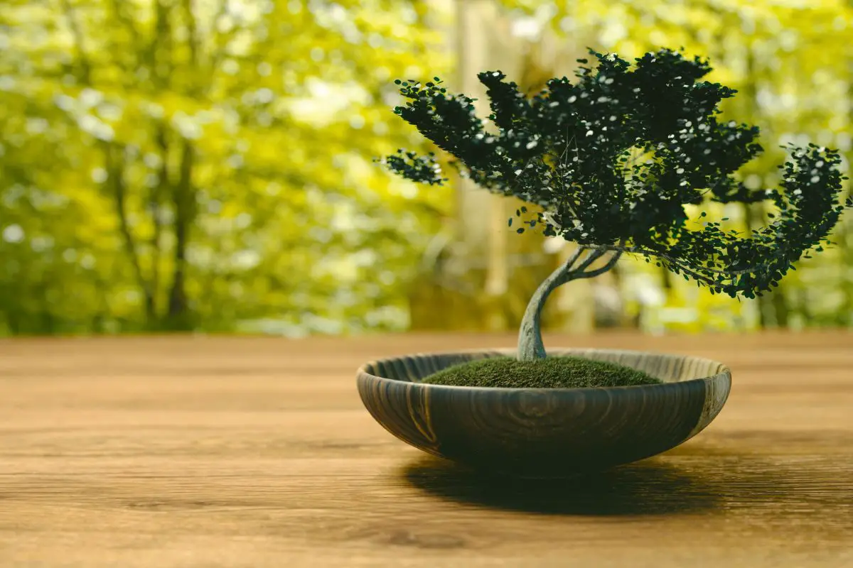 Bonsai Starter Kit Worth Trying: Evaluating, Choosing, and Getting Started