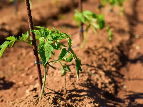 Boosting Stem Thickness in Tomato Plants: Proven Strategies for Stronger Stems