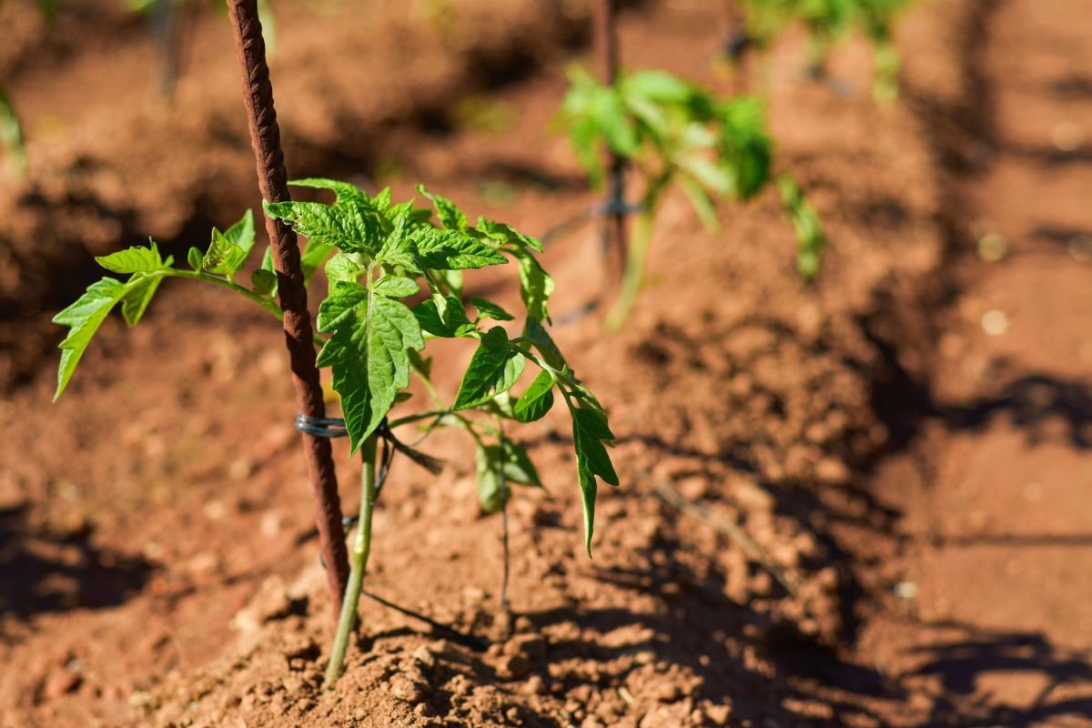Boosting Stem Thickness in Tomato Plants: Proven Strategies for Stronger Stems
