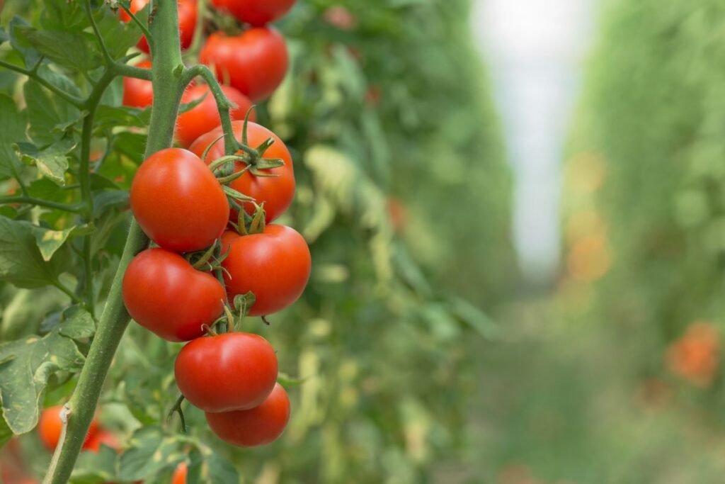 Boosting Stem Thickness in Tomato Plants