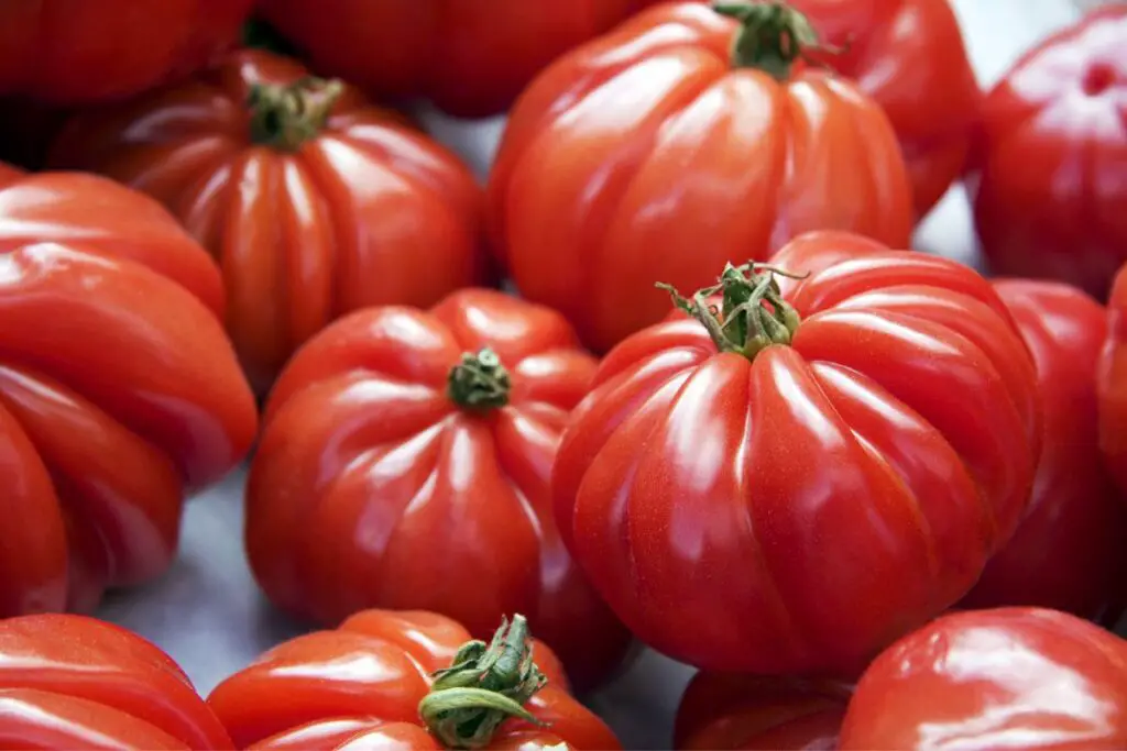 Boosting Stem Thickness in Tomato Plants