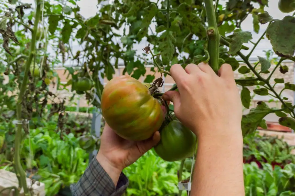 Boosting Stem Thickness in Tomato Plants