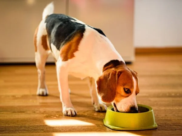 Can Dog Eat Grapefruit: Understanding Toxicity & Safety