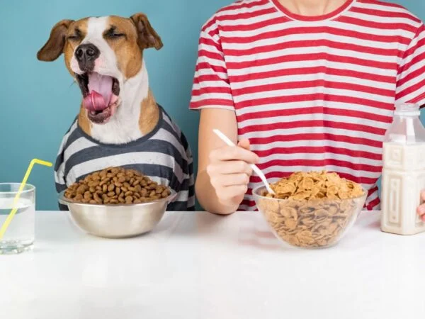 Can Dog Have Oatmeal: Benefits, Risks & Serving Guide