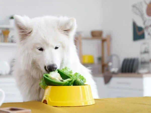 Can Dogs Eat Beets Raw? Nutritional Benefits Guide
