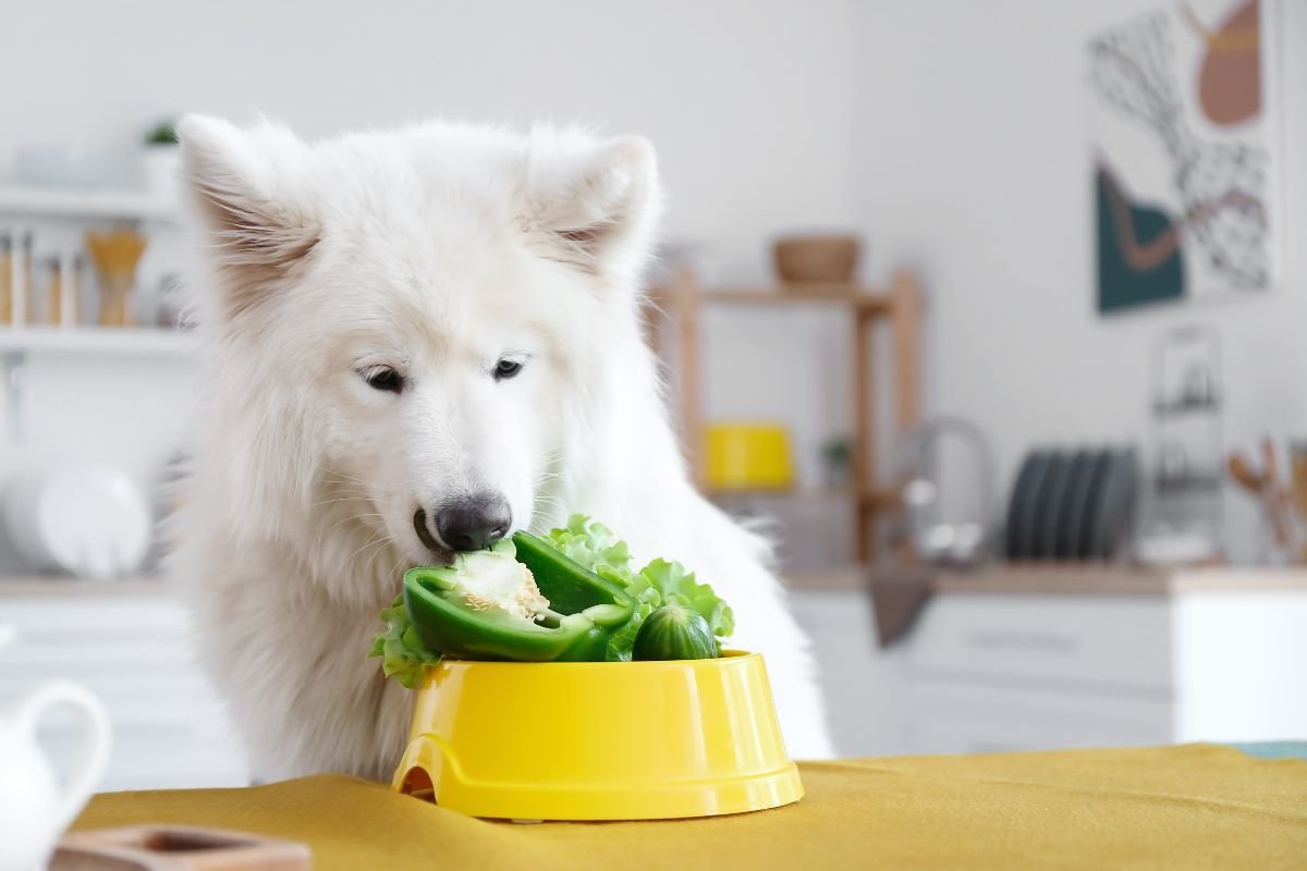 Can Dogs Eat Beets Raw? Nutritional Benefits Guide