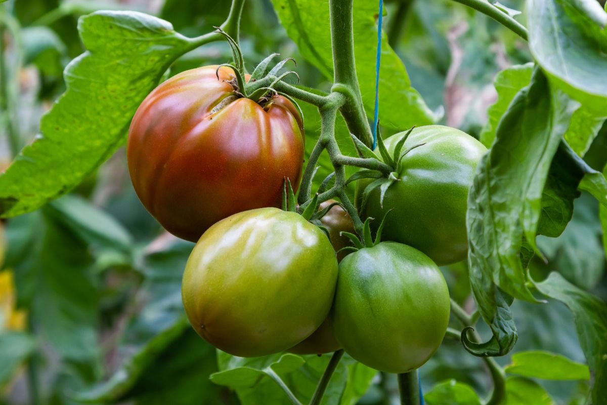 Can You Eat Unripe Tomatoes Safely? Exploring Risks and Benefits