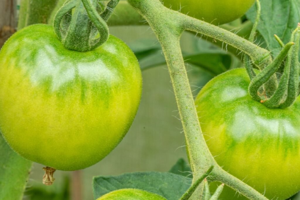 Unripe Tomatoes and Health